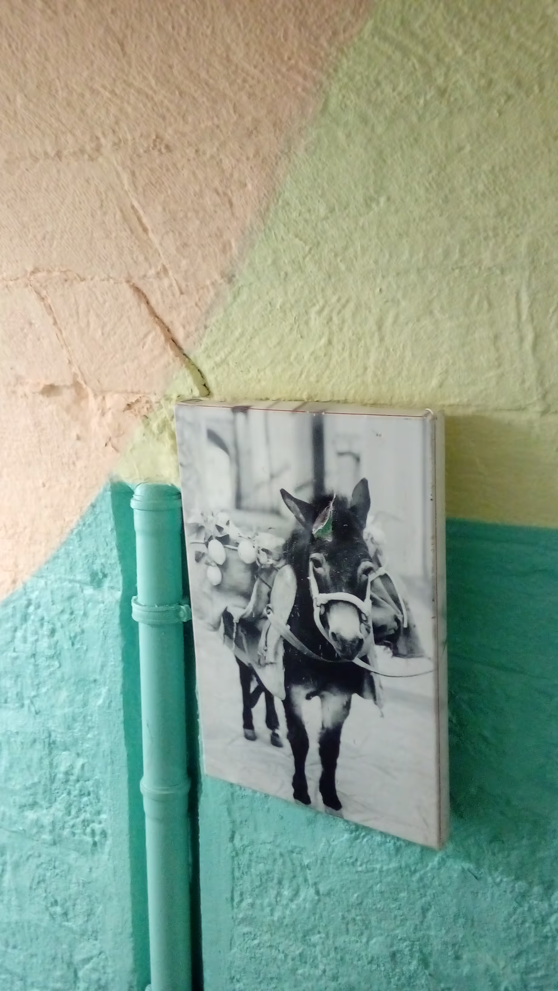 Pictures is a black-and-white photograph of a donkey with bags on its sides, which is mounted on a rough wall next to a pipe. The wall and pipe are colored in bright green, yellow and pink. Toward the top, the wall slowly curves into an arc.
