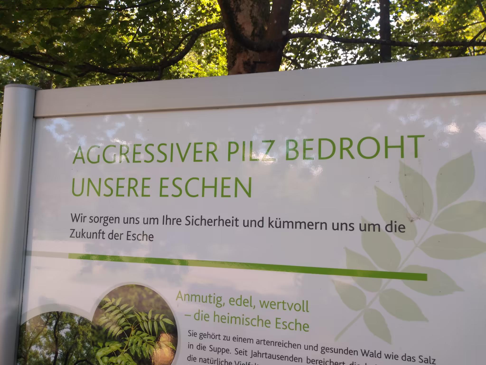 Part of a German infoboard with the headline "An aggressive fungus is threatening our ash trees"